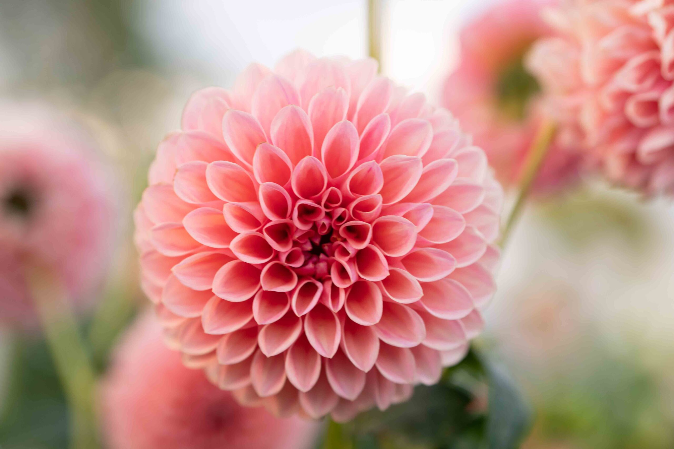 Artemis-Dahlia