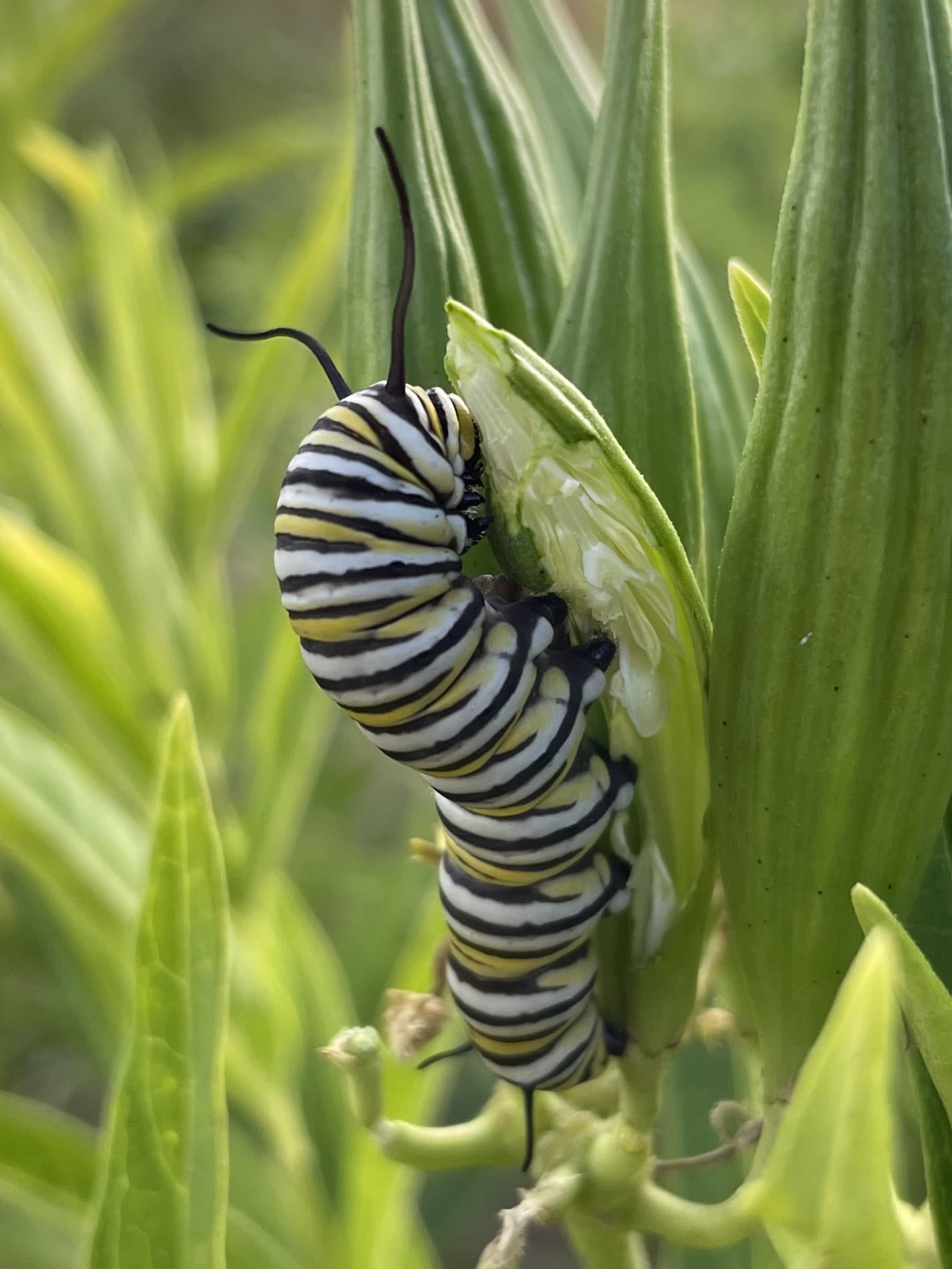 treehouse-caterpillar