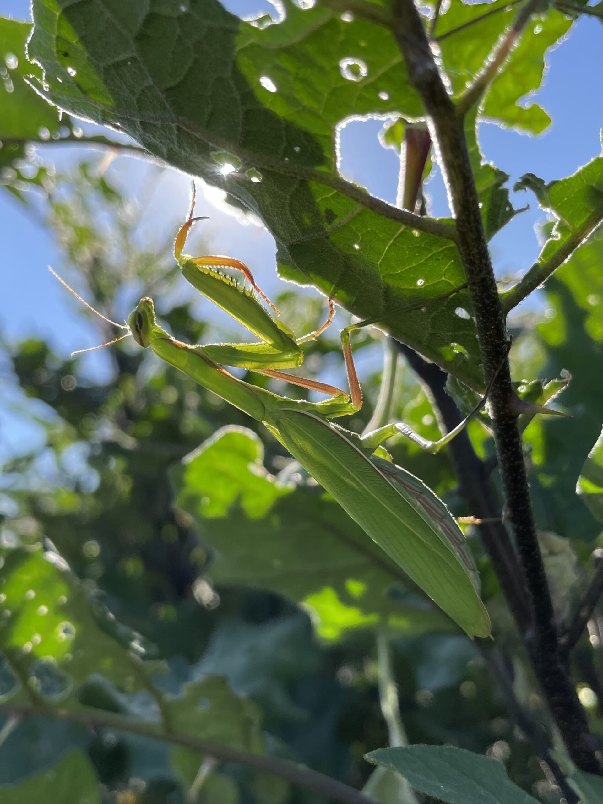 treehouse-mantis